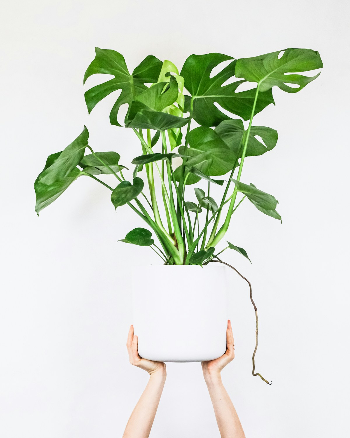 Monstera w doniczce