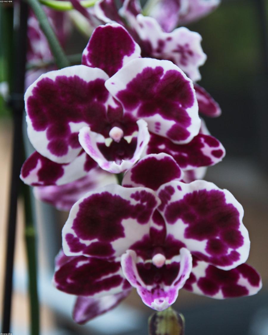 Storczyk Phalaenopsis w rozkwicie